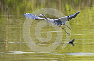 Great Blue Heron in flight.