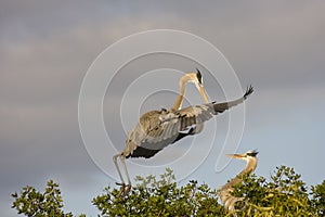Great Blue Heron in flight