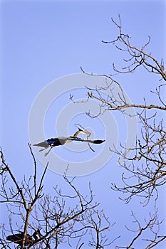 Great Blue Heron in Flight  818999