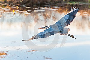 Great Blue Heron in flight.Bombay Hook National Wildlife Refuge.Delaware.USA