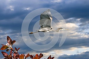 Great Blue Heron In Flight With Crab Apple Branch