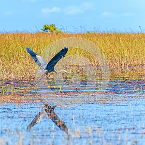 Great Blue Heron in flight.Everglades National Park.Florida.USA