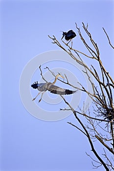 Great Blue Heron in Flight  818993