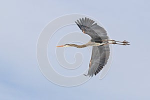 Great Blue Heron Flight Flying