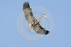Great Blue Heron in flight Isolated