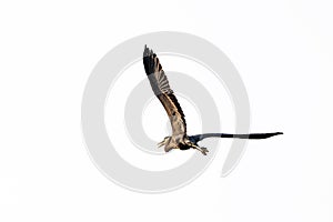 A great blue heron in flight isolated on white background
