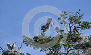 Great Blue Heron in flight landing in Rookery