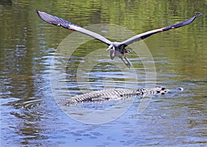 Great Blue Heron In Flight Looking For Food And Mates