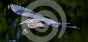 Great Blue Heron in flight with nesting material