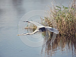 Great blue heron in flight over wetlands