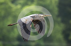 Great Blue Heron in flight, Walton County, Georgia birding