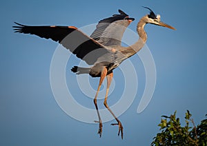 Great blue heron in flight