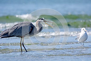 Great Blue Heron flips a flatfish into its beak while a seagull looks on