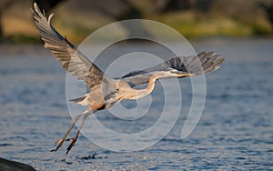 Great Blue Heron in Florida