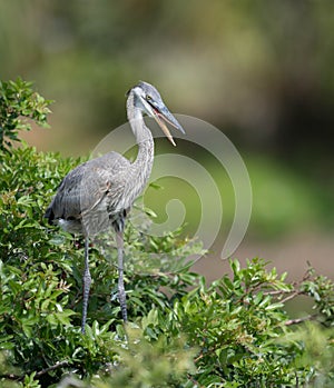 Great Blue Heron in Florida