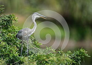 Great Blue Heron in Florida