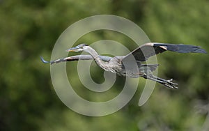 Great Blue Heron in Florida