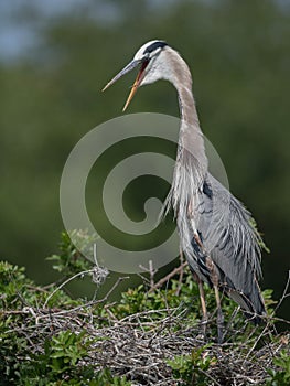 Great Blue Heron in Florida