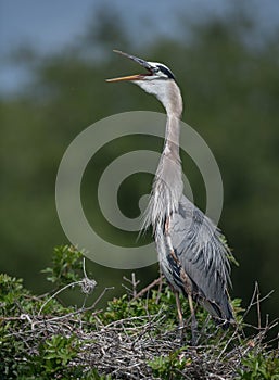 Great Blue Heron in Florida