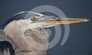 Great Blue Heron in Florida