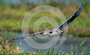 A Great Blue Heron in Florida