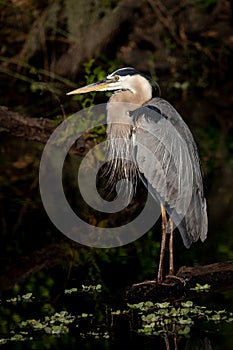 A Great Blue Heron in Florida