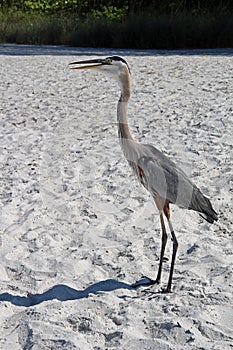 A Great Blue Heron on a Florida Beach