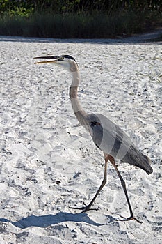 A Great Blue Heron on a Florida Beach