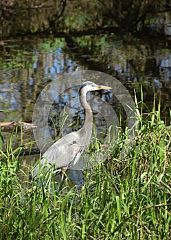 Great Blue Heron in the Florida Everglades