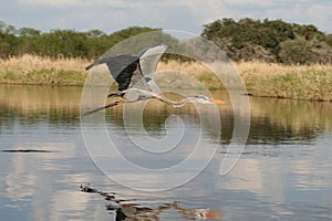 Great Blue Heron Flying