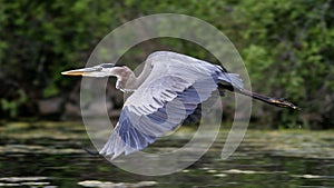 Great Blue Heron Flying