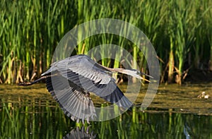 Great Blue Heron Flying