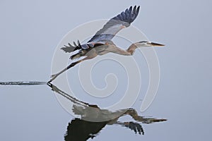 Great blue heron flying above the water