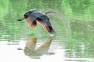 Great Blue Heron flying