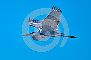 Great Blue Heron flying against a blue sky at Skidaway Island State Park, GA
