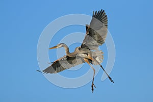 Great blue heron flying in blue sky