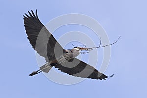 Great Blue Heron Flying Flight