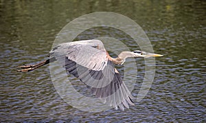 Great Blue Heron Flying In Floria