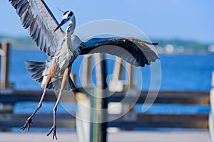 Great Blue Heron flying and landing