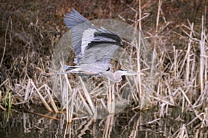 Great blue heron flying low