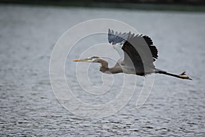 Great Blue Heron flying