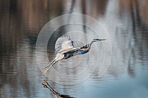 Great Blue Heron Flying Low over the water of a Chesapeake Bay pond