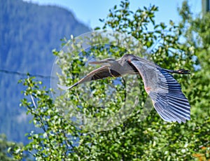 Great blue heron flying low to the ground