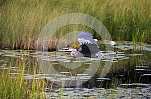 A Great Blue Heron flying in a marsh