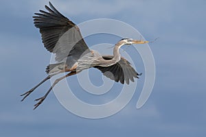 Great Blue Heron flying with Nesting Material