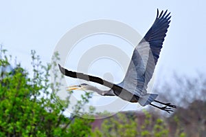 Great Blue Heron flying over a bush