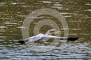 Great Blue Heron Flying Over Chattahoochee River