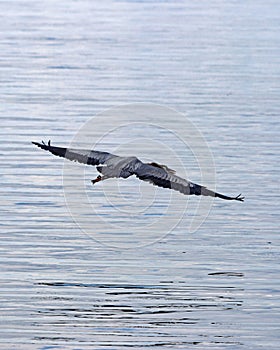 Great Blue heron flying over Hancock lake