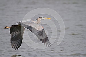 Great Blue Heron flying over the James River