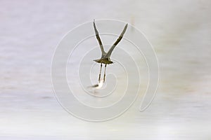 Great blue heron flying over the lake with a black-winged stilt bird standing in the blur background